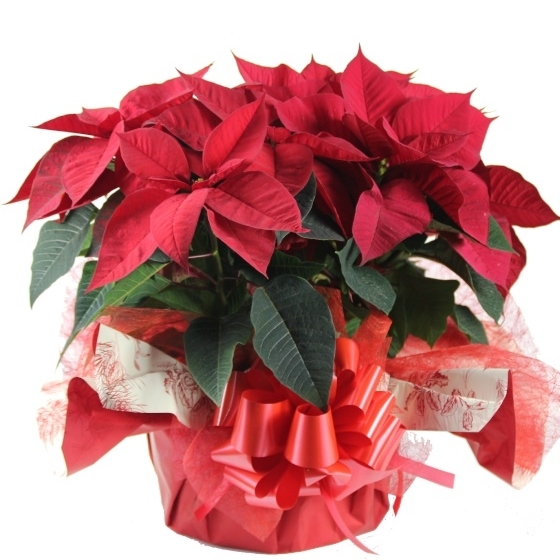 Composición Flores de Pascua